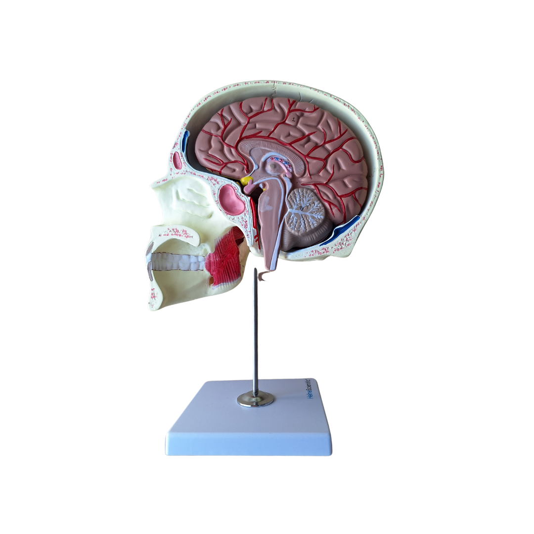Anatomiemodel Kauwspieren