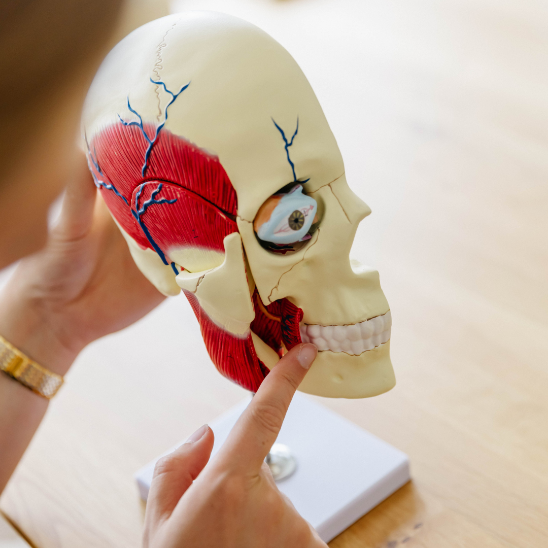 Anatomiemodel Kauwspieren