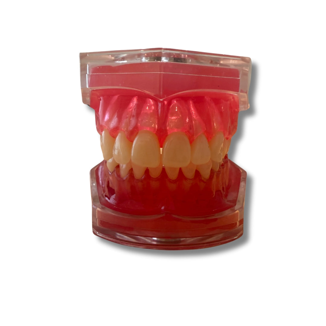 Anatomiemodel mond moduleerbaar
