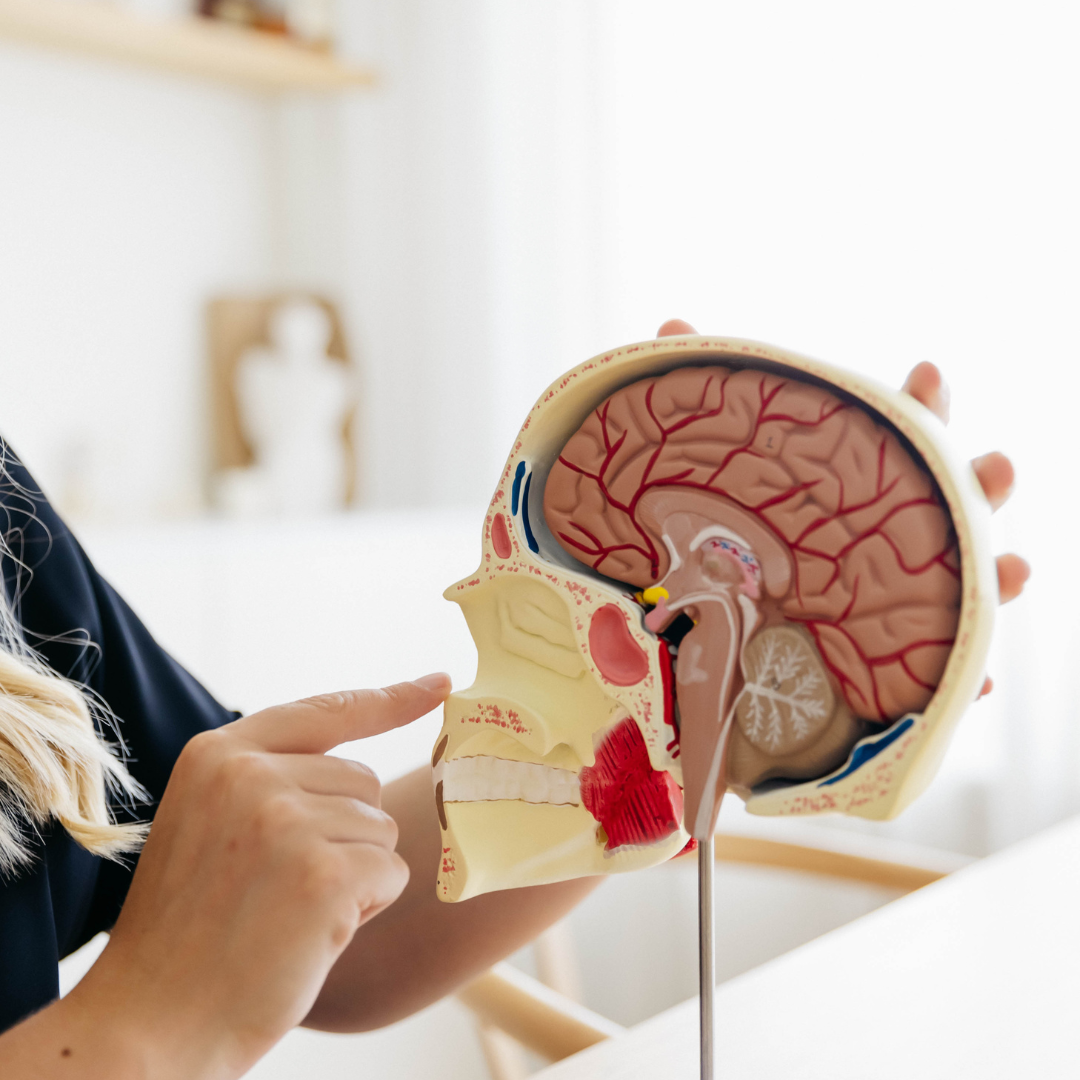 Anatomiemodel Kauwspieren