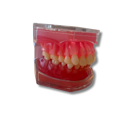 Anatomiemodel mond moduleerbaar