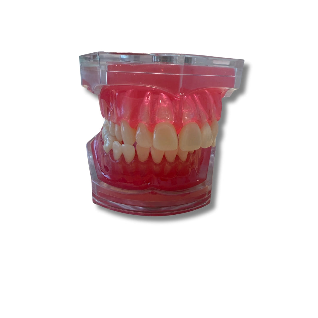 Anatomiemodel mond moduleerbaar