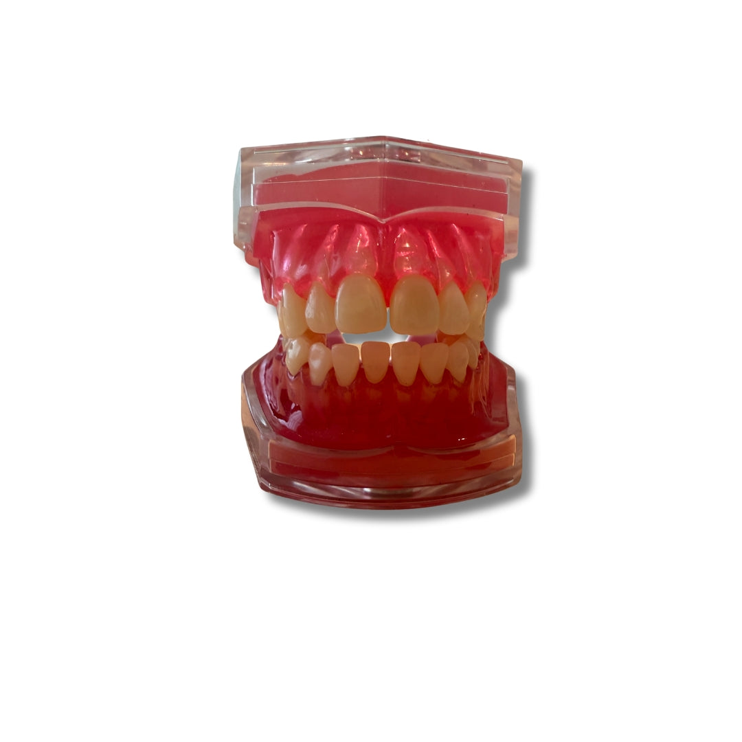 Anatomiemodel mond moduleerbaar