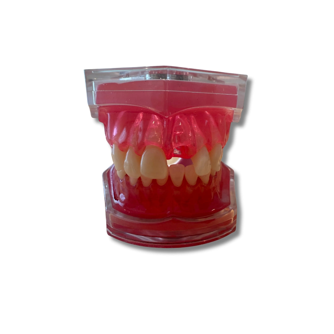 Anatomiemodel mond moduleerbaar