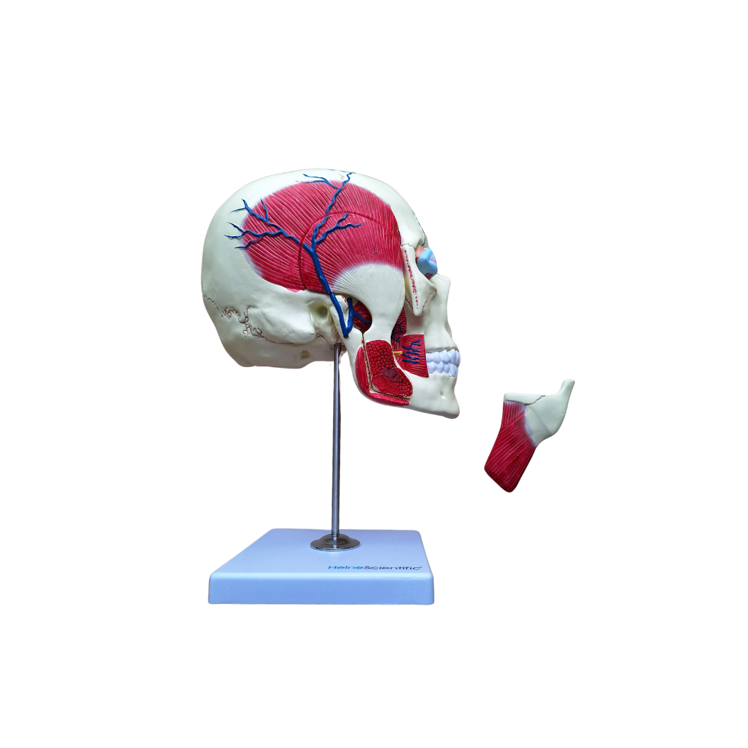 Anatomiemodel Kauwspieren