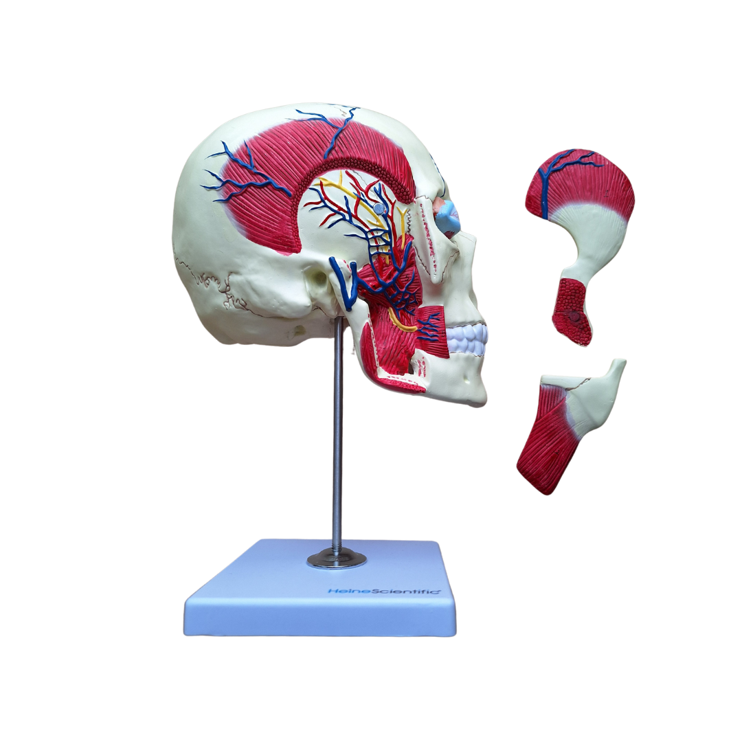 Anatomiemodel Kauwspieren