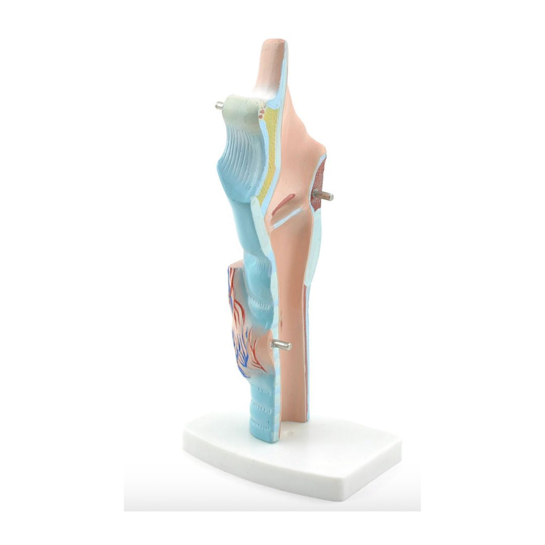 Strottenhoofd model kopen