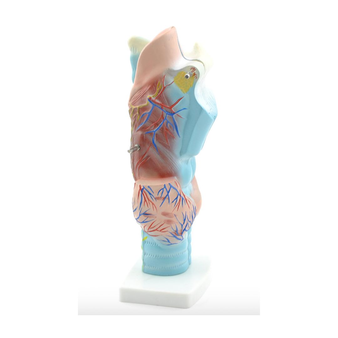 Functioneel Anatomiemodel Larynx kopen