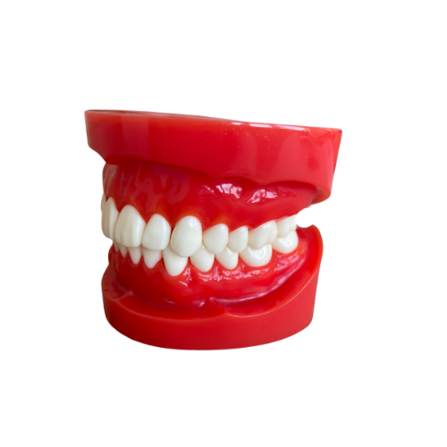 Anatomie model classificatie