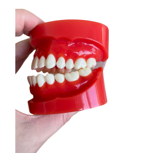 Anatomisch model