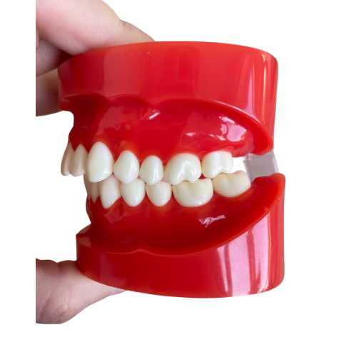 Anatomie model gebit