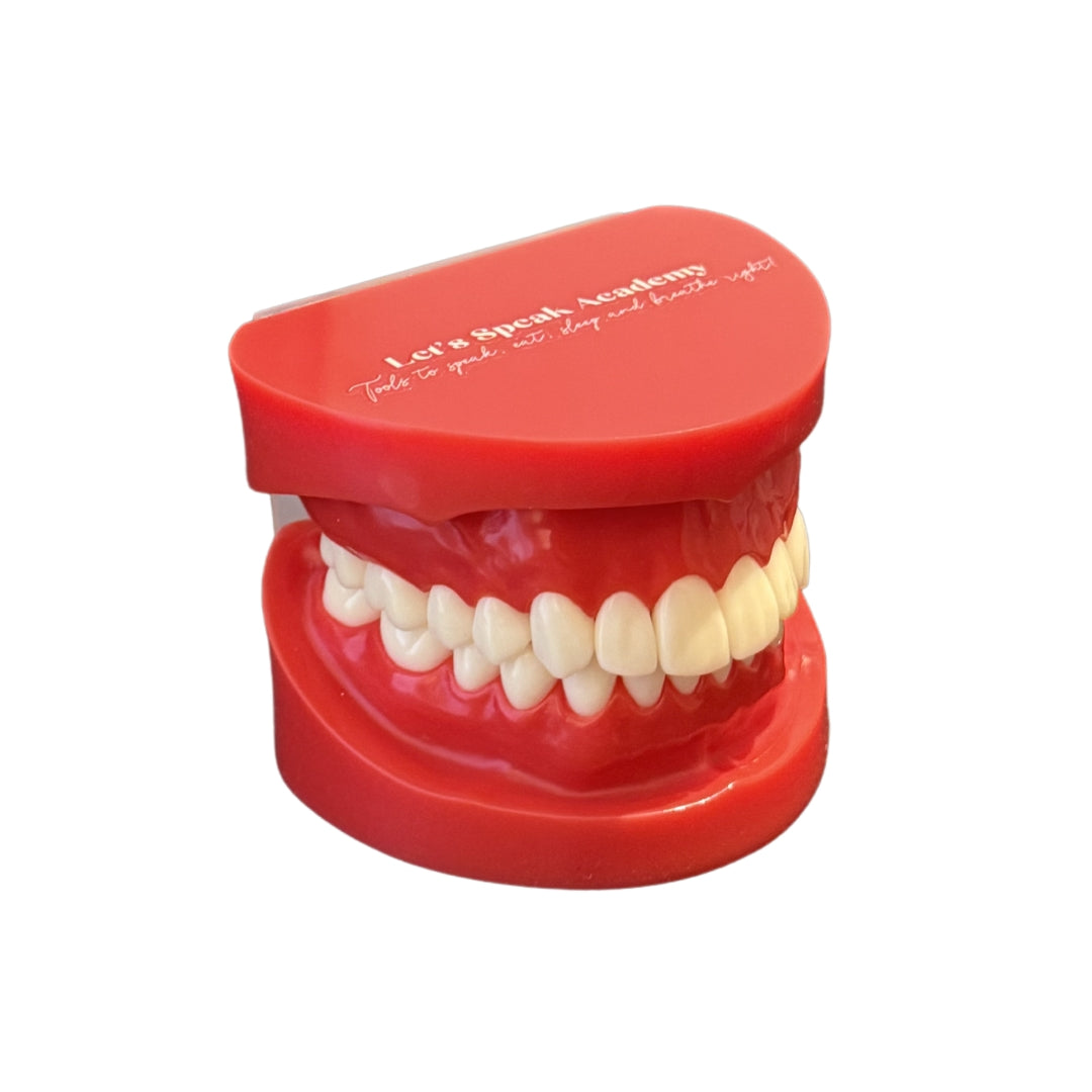Anatomiemodel realistisch gebit + verhemelte