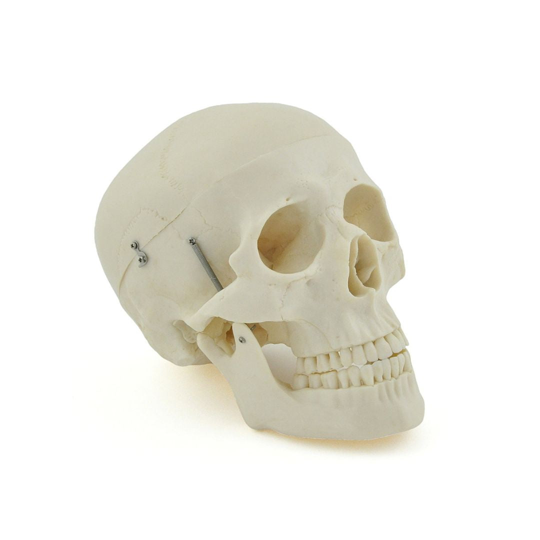 Anatomiemodel schedel - Kleur/wit
