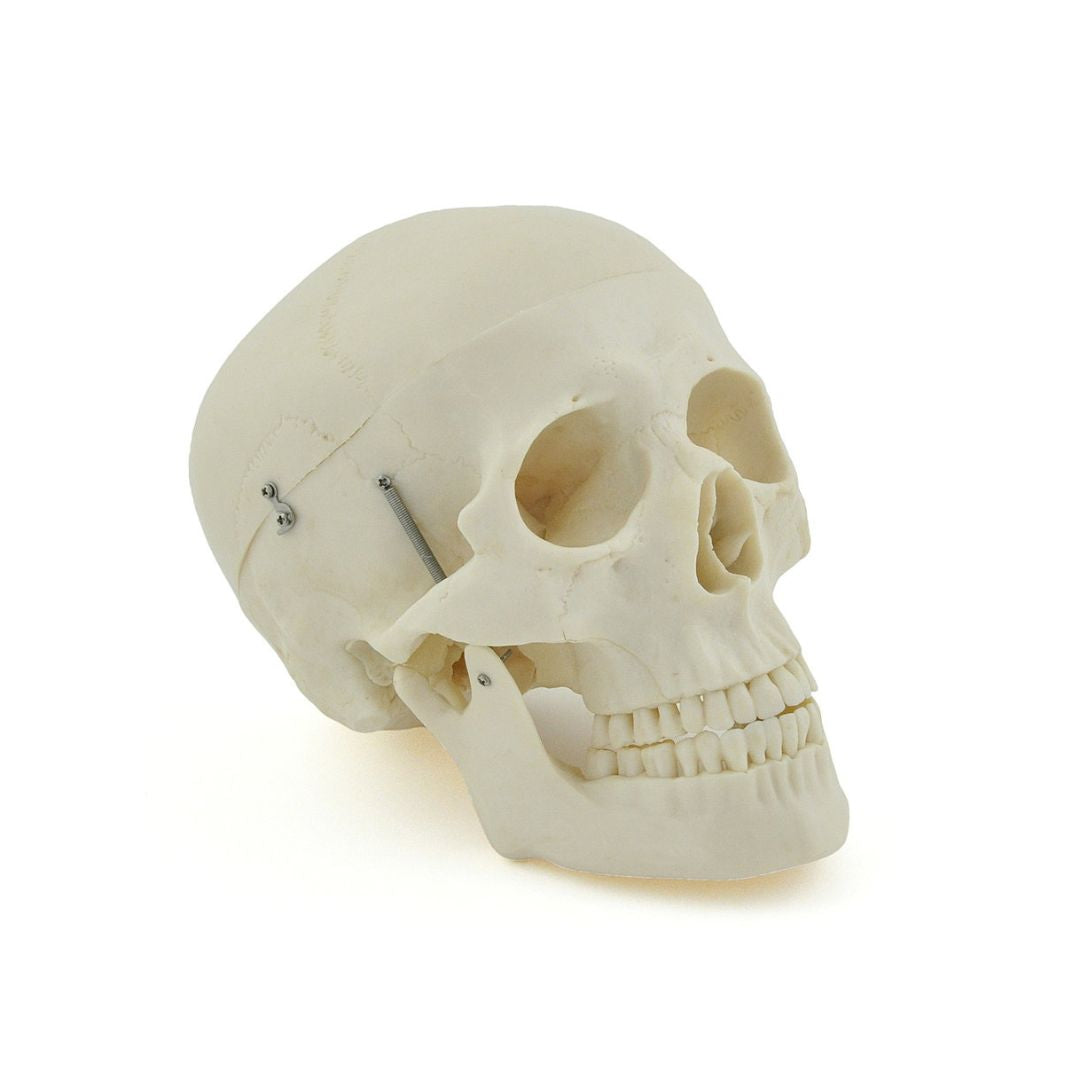 Anatomiemodel schedel