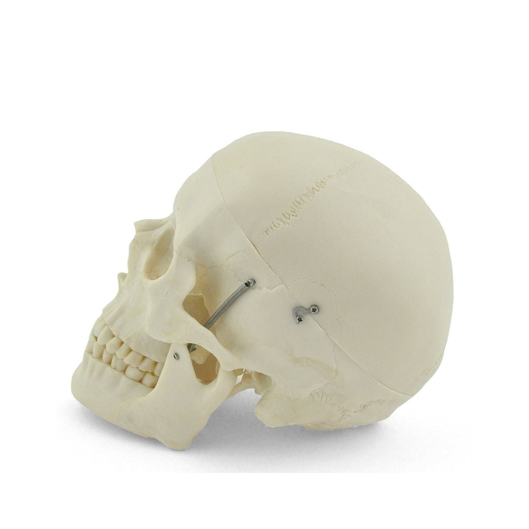Anatomiemodel schedel