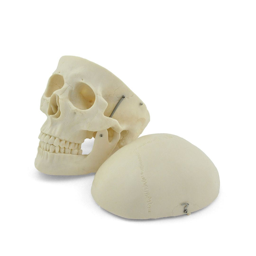 Anatomiemodel schedel