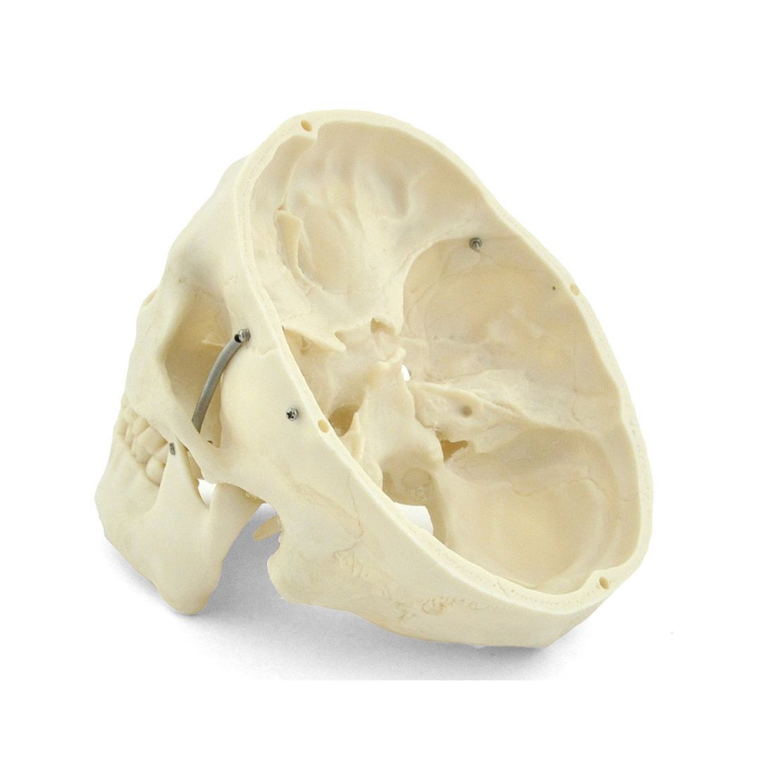 Anatomiemodel schedel
