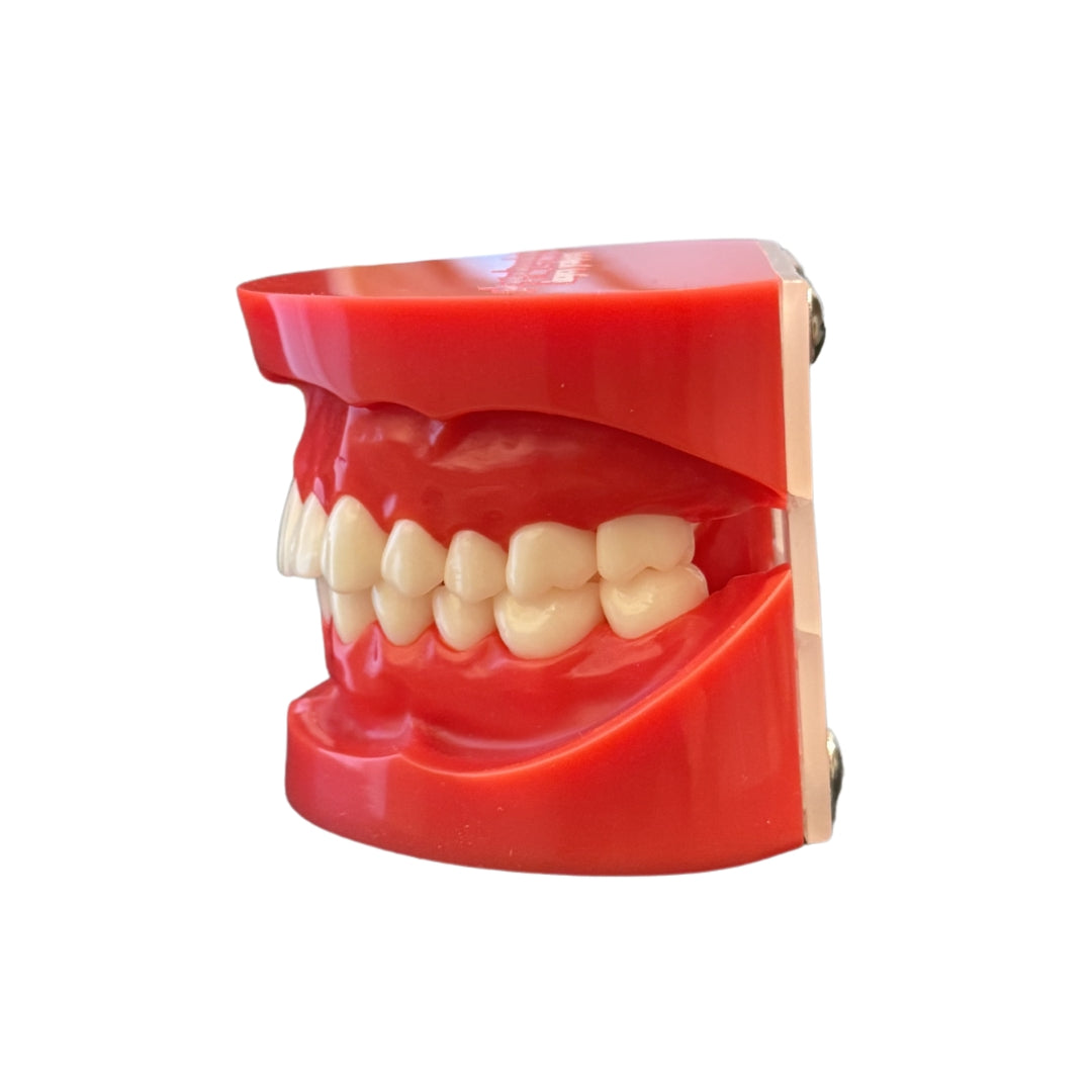 Anatomiemodel realistisch gebit + verhemelte