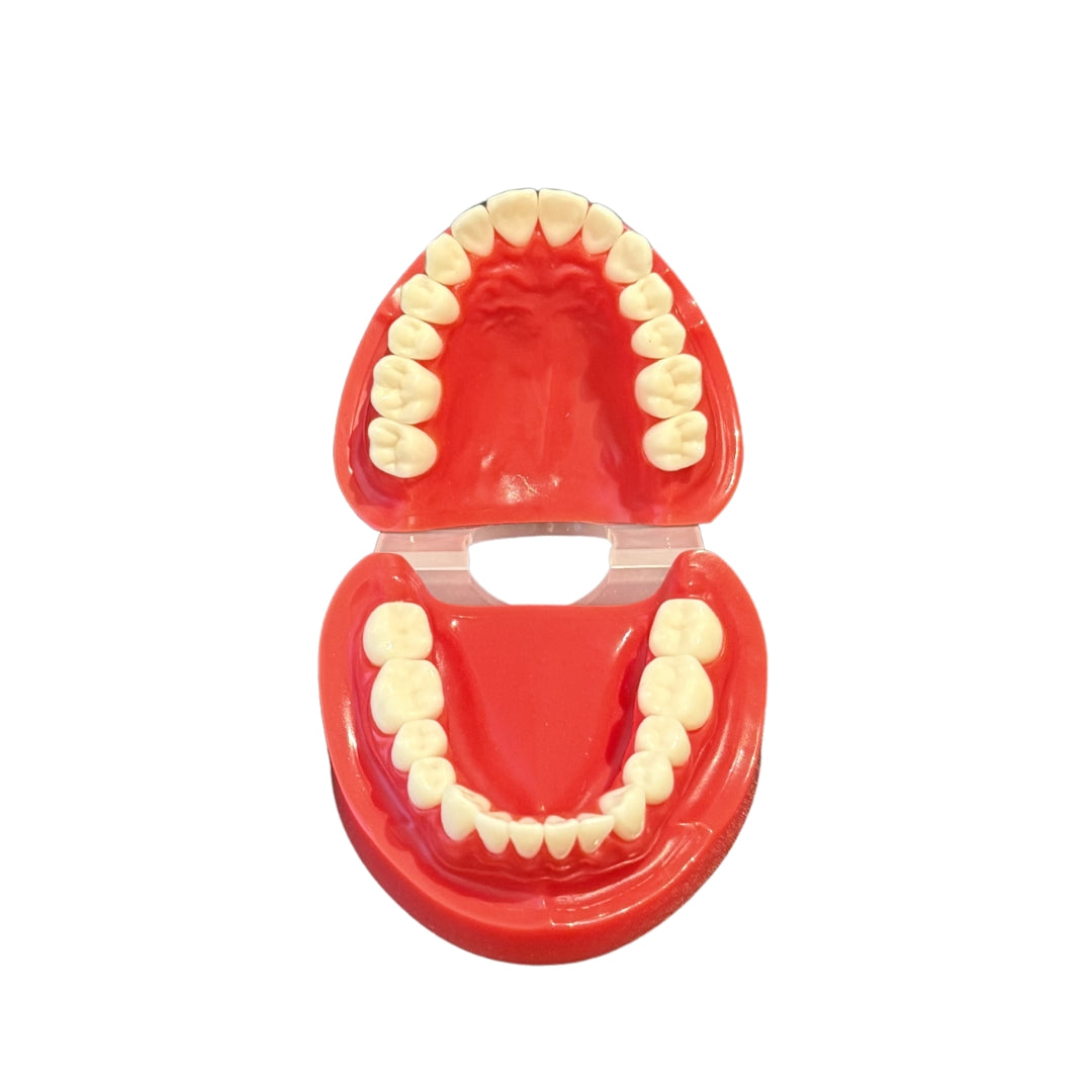 Anatomiemodel realistisch gebit + verhemelte