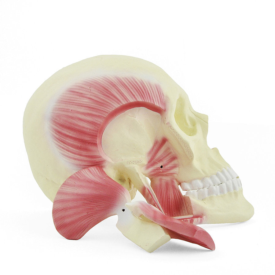 Anatomiemodel Kauwspieren