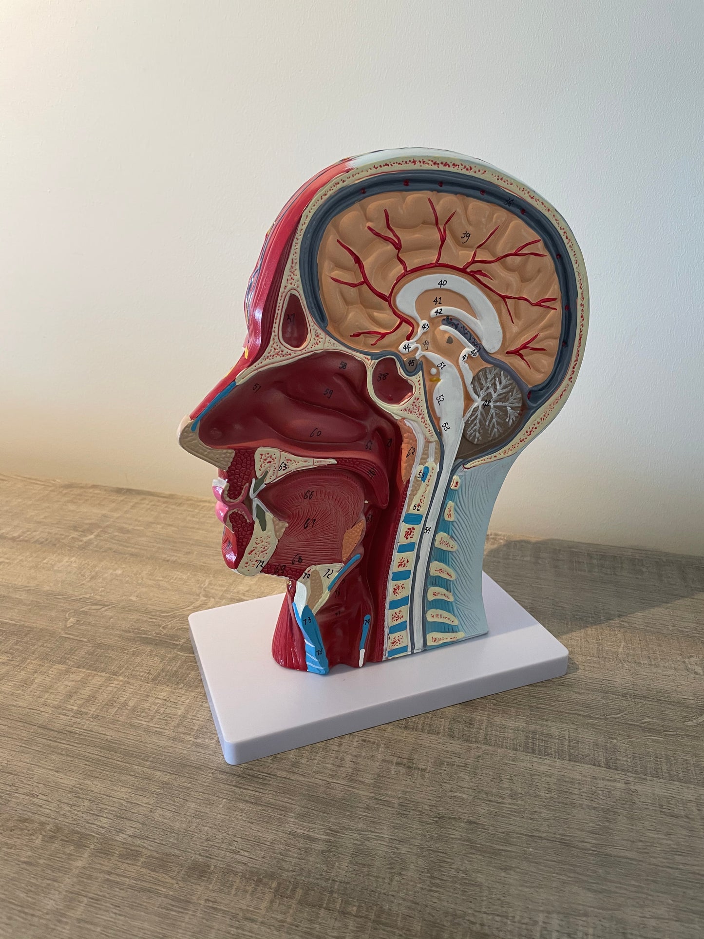 Anatomie model schedel