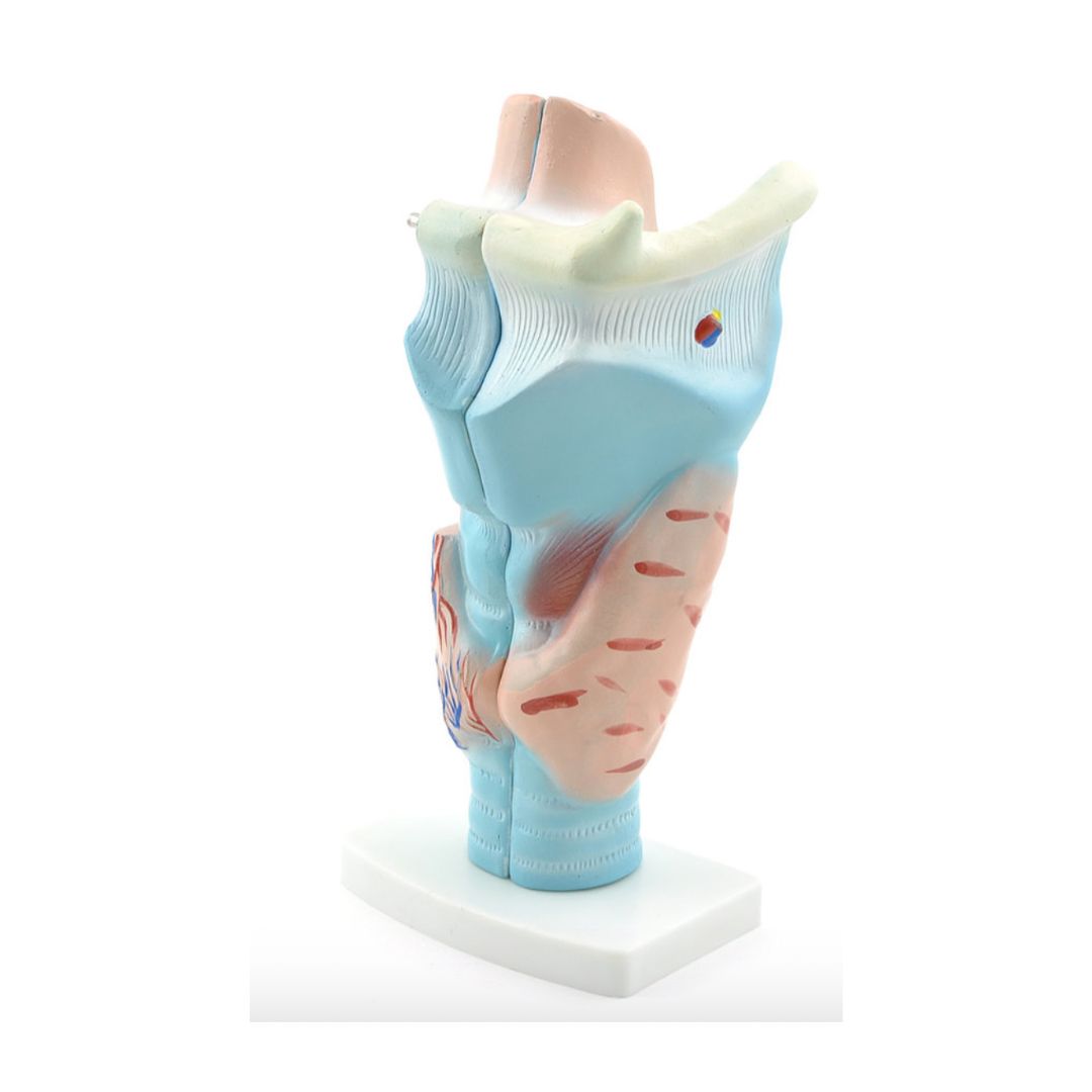 Anatomiemodel Larynx