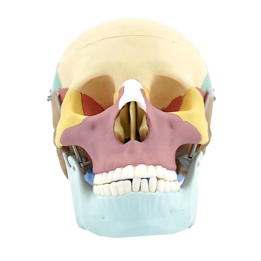 Anatomiemodel schedel kopen