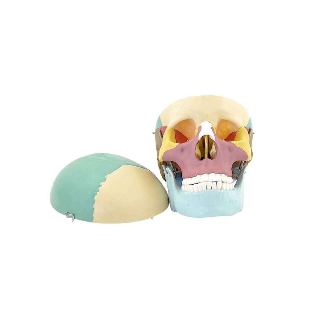 Schedel Normal Anatomiemodel schedel - Schedel anatomie kopen - OMFT behandeling – Let ...