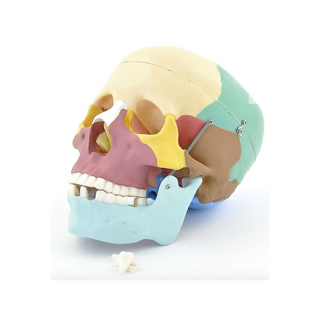 Schedel anatomiemodel