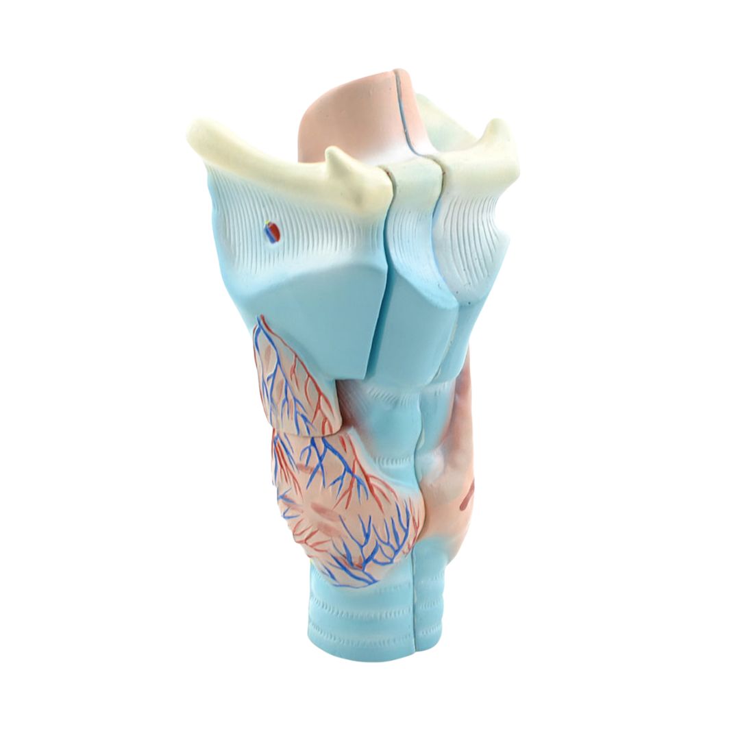 Larynx model kopen