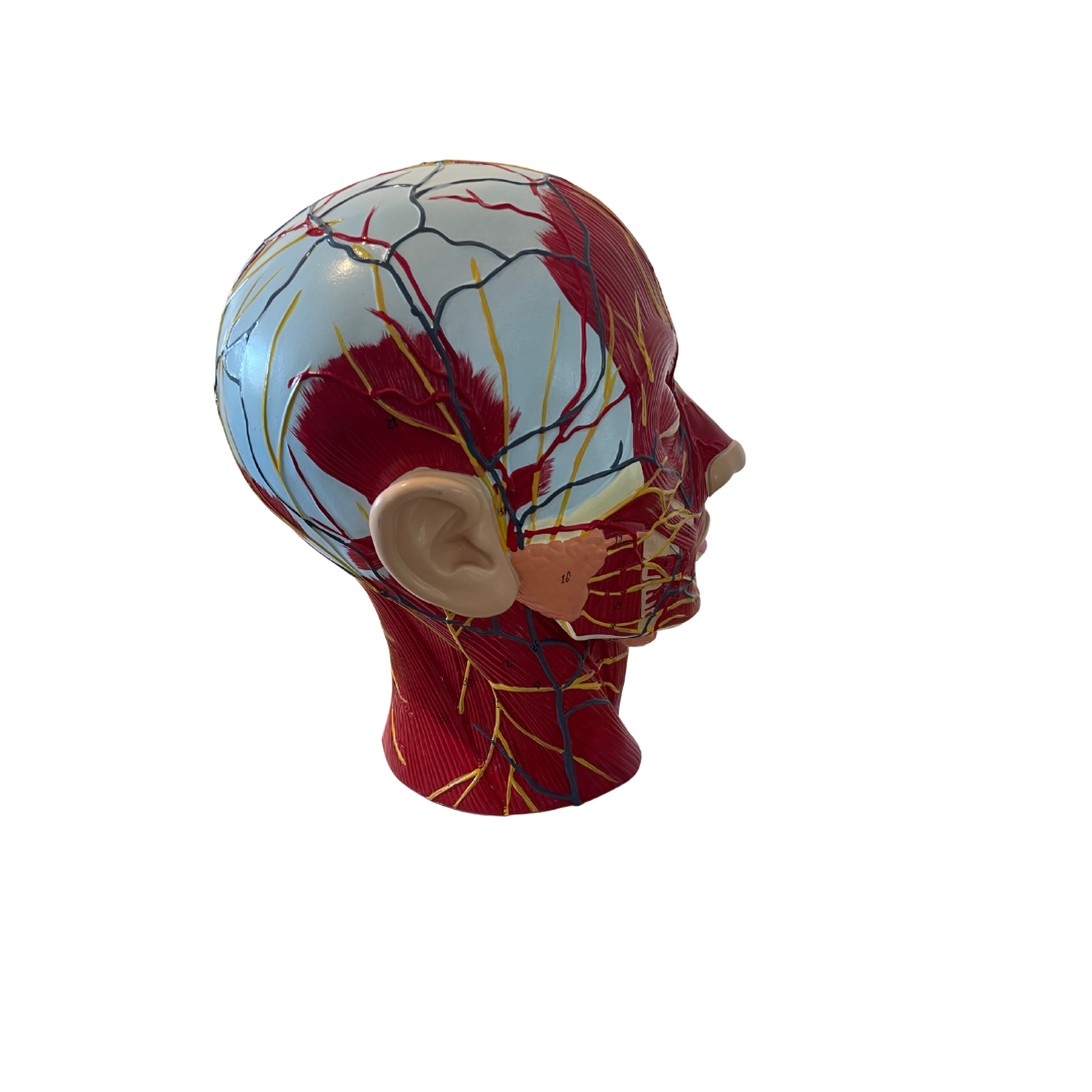 Anatomie hoofd spieren