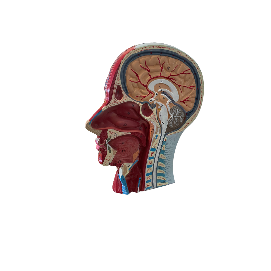 Anatomie hoofd schedel