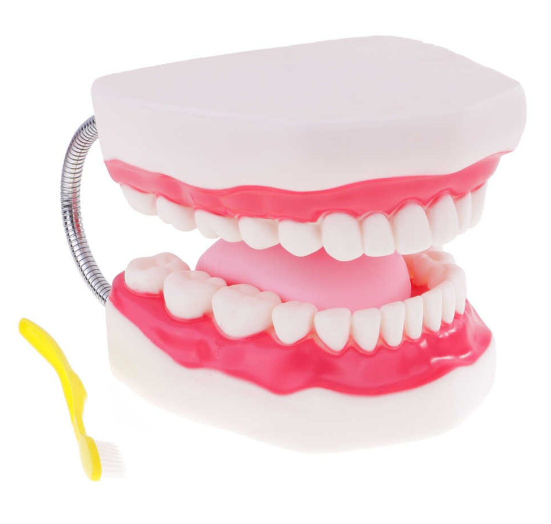 Groot anatomiemodel tanden en tong